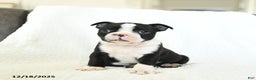 Boston Terrier dogs for sale: Oreo - Ad 1