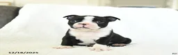 Boston Terrier dogs for sale: Oreo - Ad 1
