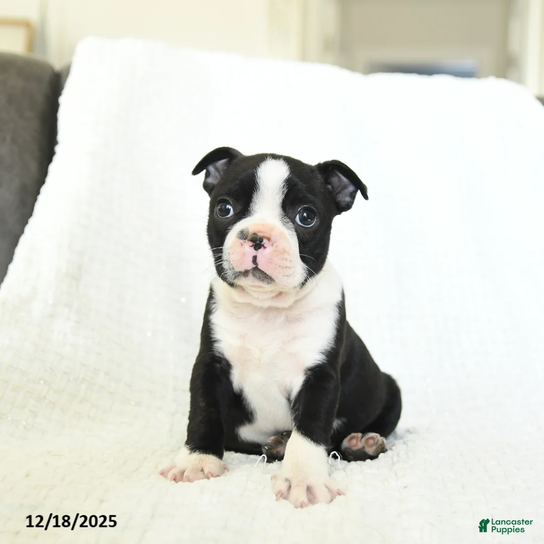 Boston Terrier dogs for sale: Oreo - Ad 1