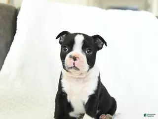 Boston Terrier dogs Oreo - Ad 34