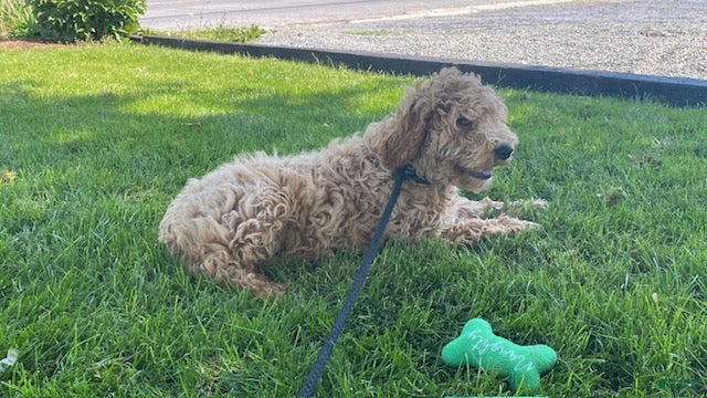 Mini Goldendoodle dogs Lester-medium - Ad 1
