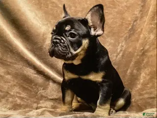 French Bulldog dogs French Bulldog Puppy 1 - Ad 11