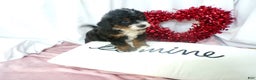 Bernedoodle dogs for sale: Aerie - Ad 4