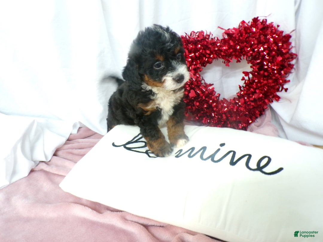 Bernedoodle dogs for sale: Aerie - Ad 4