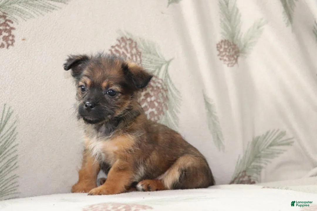 Mixed Breed dogs for sale: Frisky - Ad 1
