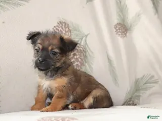 Mixed Breed dogs Frisky - Ad 26