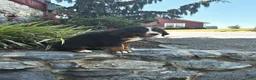 Bernese Mountain Dog dogs for sale: Bernese Mountain Dog 2 - Ad 3