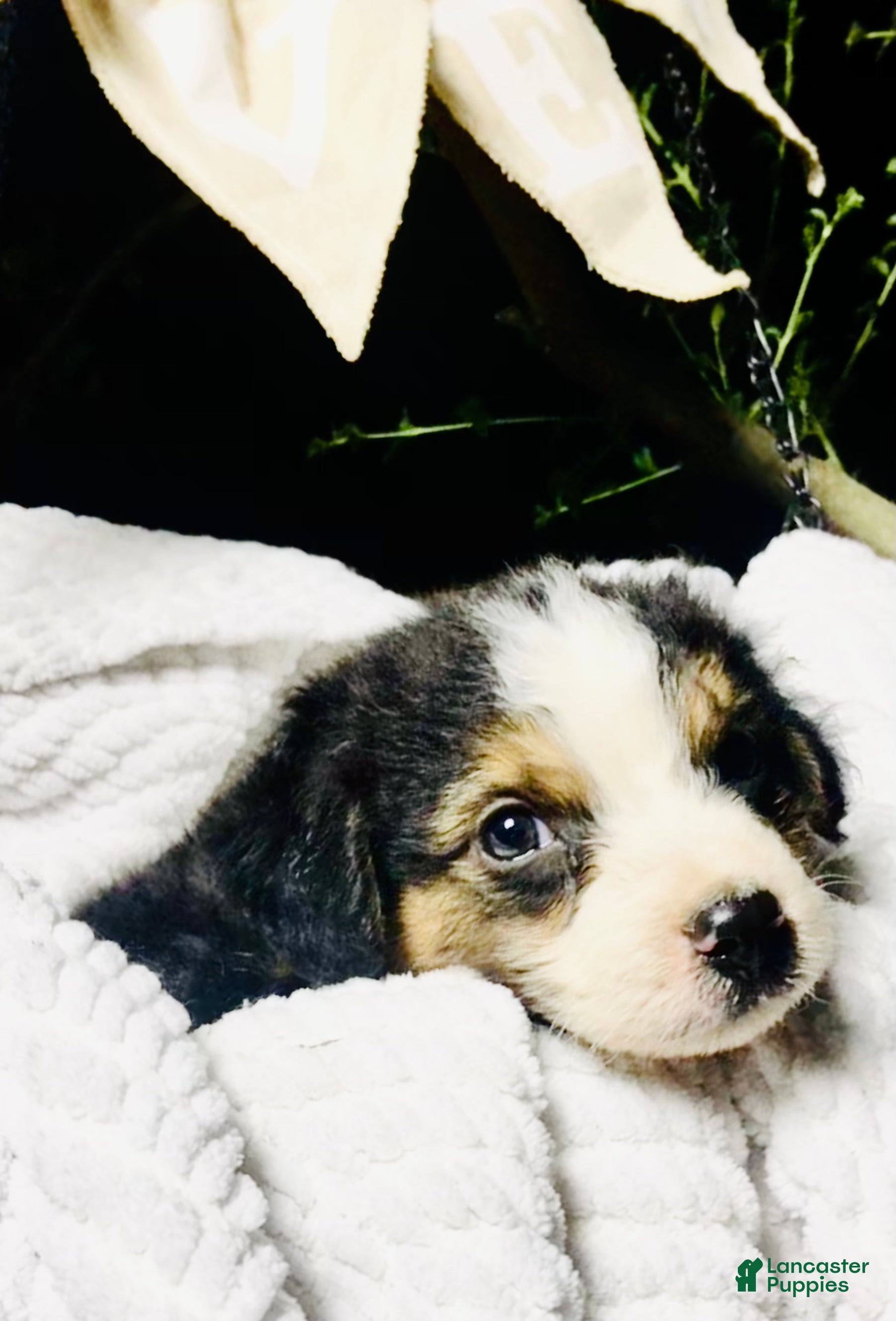 Australian Shepherd dogs Black tri Australian Shepherd 4 (male) - Ad 23