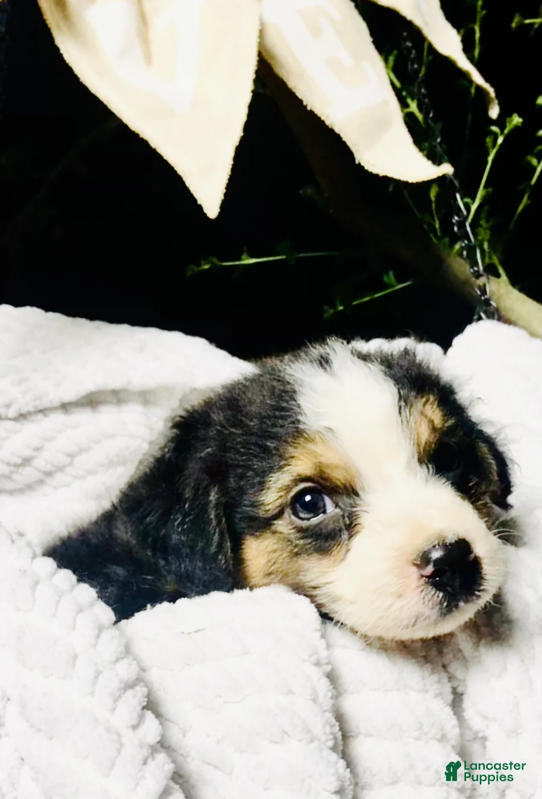 Australian Shepherd dogs for sale: Dj (black tri)(male) - Ad 1