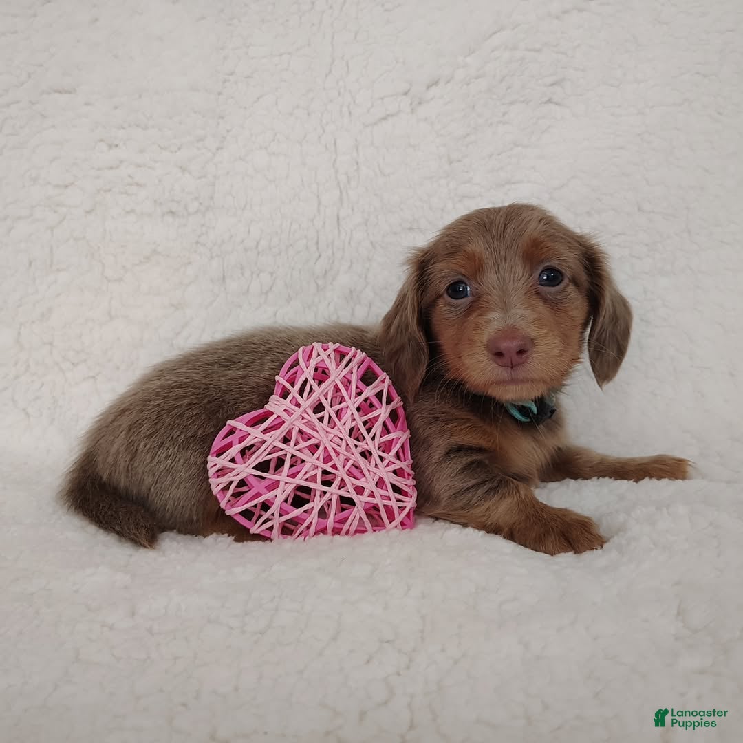 Dachshund dogs Dachshund Puppy 6 - Ad 29