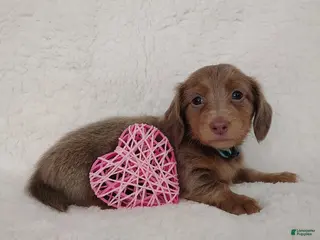 Dachshund dogs Dachshund Puppy 6 - Ad 29