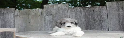 Standard Poodle dogs for sale: Fern AKC Standard Poodle - Ad 3