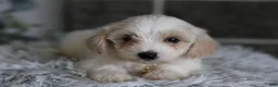 Maltipoo dogs for sale: Cosmo - Ad 7