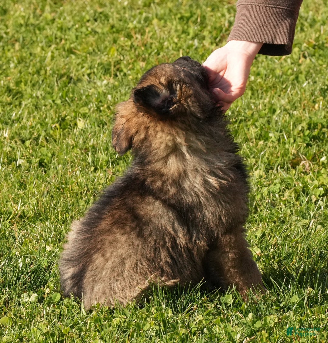 German Shepherd dogs for sale: Zoey - Ad 6