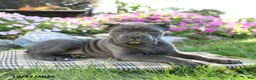Cane Corso dogs for sale: Tundra - Ad 2
