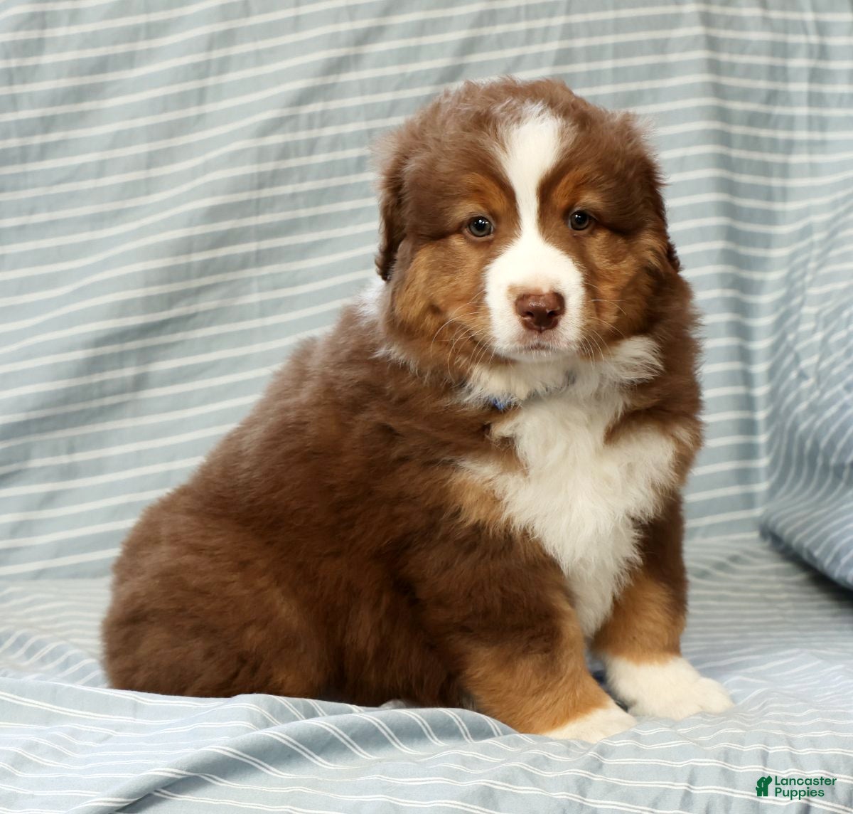 Australian Shepherd dogs for sale: Ranger - Ad 8