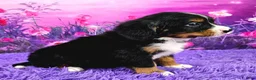 Miniature Bernese Mountain Dog dogs for sale: Romeo - Ad 2