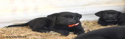 Labrador Retriever dogs for sale: Biscuit - Ad 9
