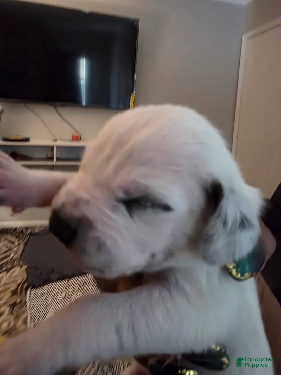 Dalmatian dogs for sale: Dalmatian Puppy 2 - Ad 1