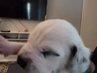 Dalmatian dogs Dalmatian Puppy 2 - Ad 12