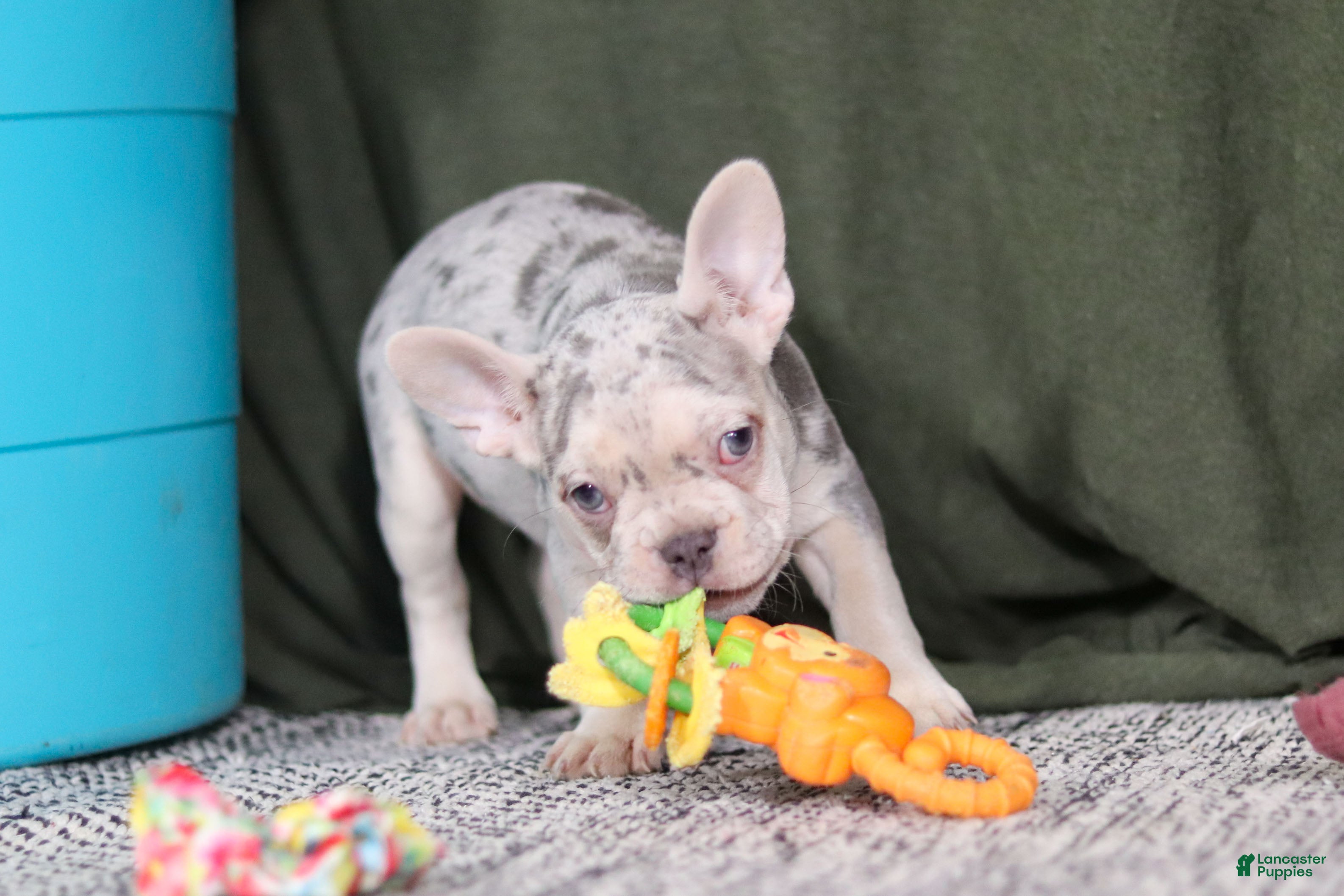 French Bulldog dogs Jayla - Ad 2