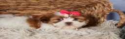 Shih Tzu dogs for sale: GRACIE - Ad 3