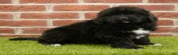 Newfoundland dogs for sale: Candy - Ad 4