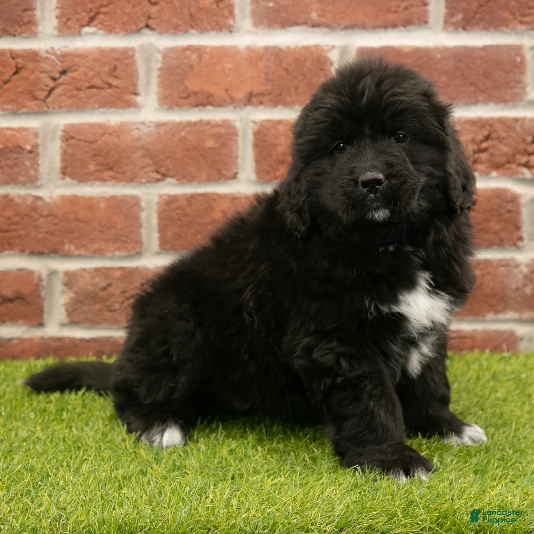 Newfoundland dogs for sale: Candy - Ad 4