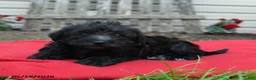 Schnoodle dogs for sale: Bonnie - Ad 4