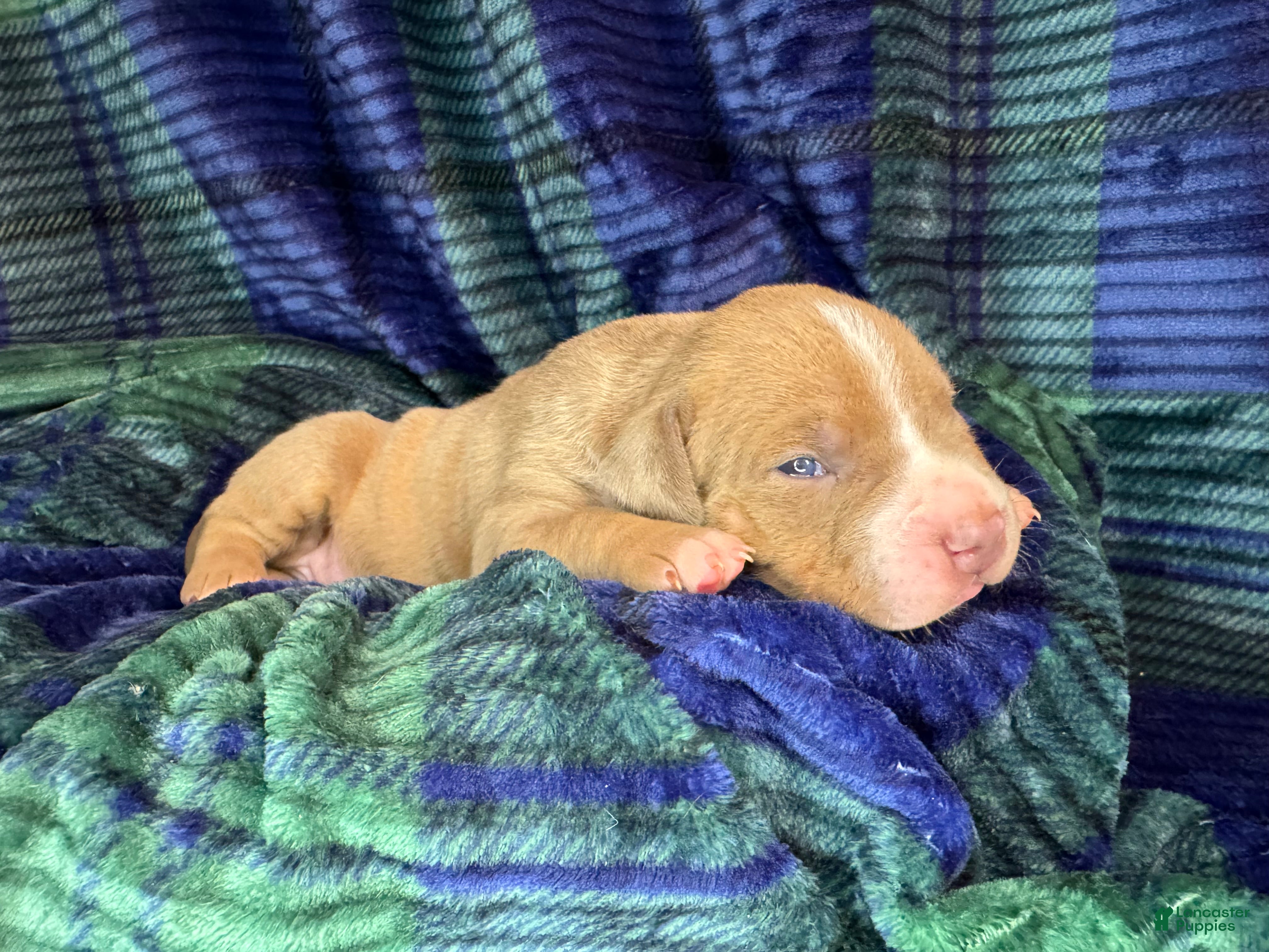 American Bully dogs American Bully Puppy 7 - Ad 2