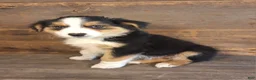 Australian Shepherd dogs for sale: Adam - Ad 4