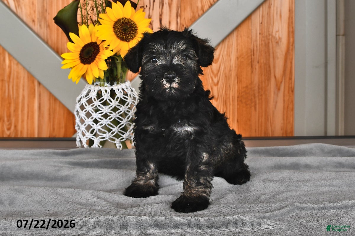 Miniature Schnauzer dogs Maggie - Ad 1