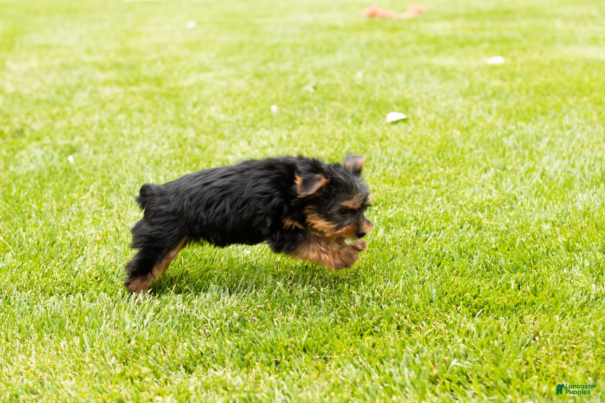 Yorkshire Terrier dogs for sale: Marty  - Ad 7