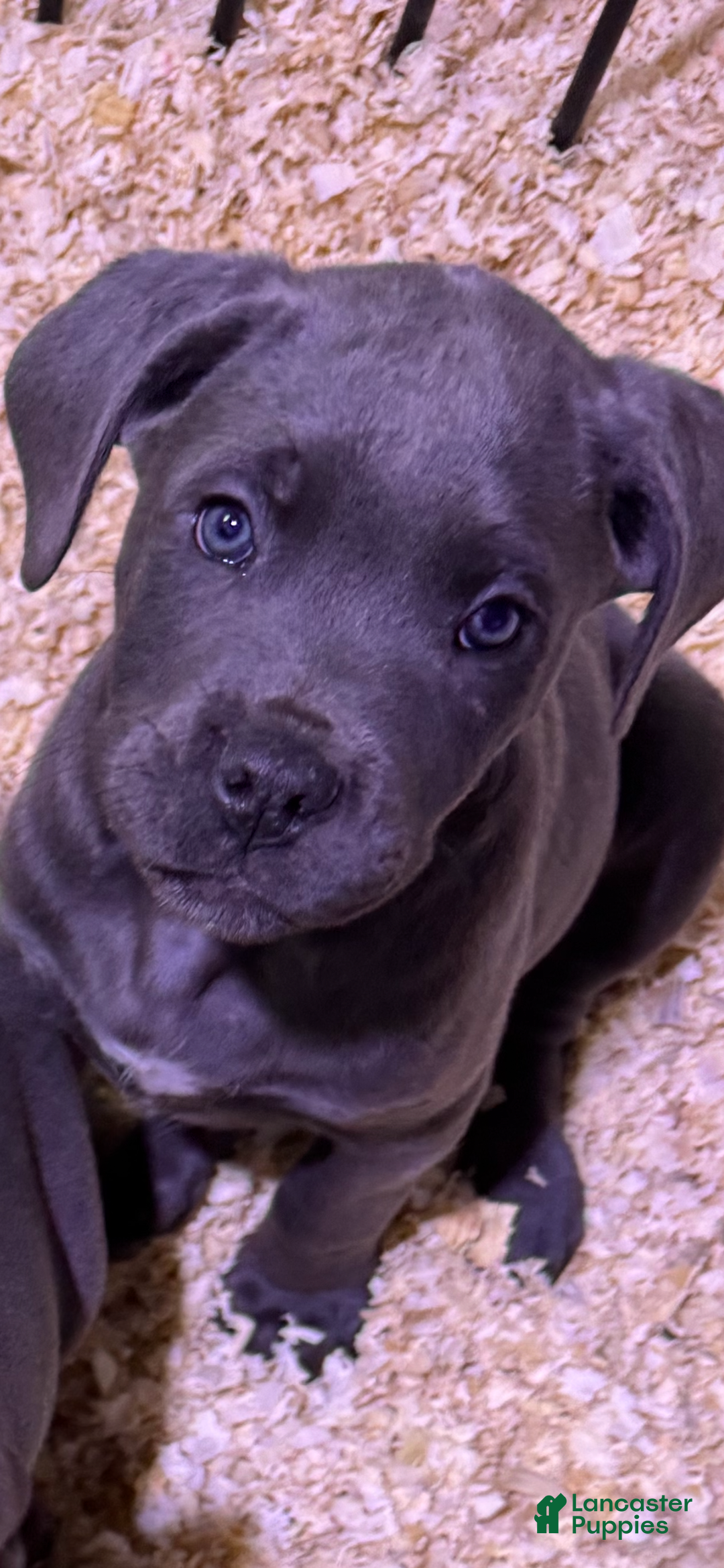 Cane Corso dogs for sale: Cane Corso Puppy 4 - Ad 2