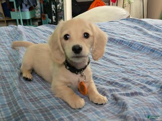 Miniature Dachshund dogs for sale: Mario - Ad 2