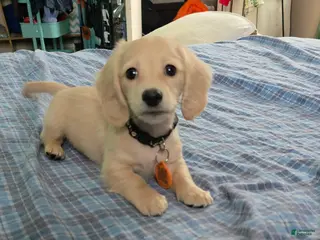 Miniature Dachshund dogs Mario - Ad 23