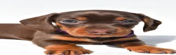Miniature Dachshund dogs for sale: Dolly - Ad 5