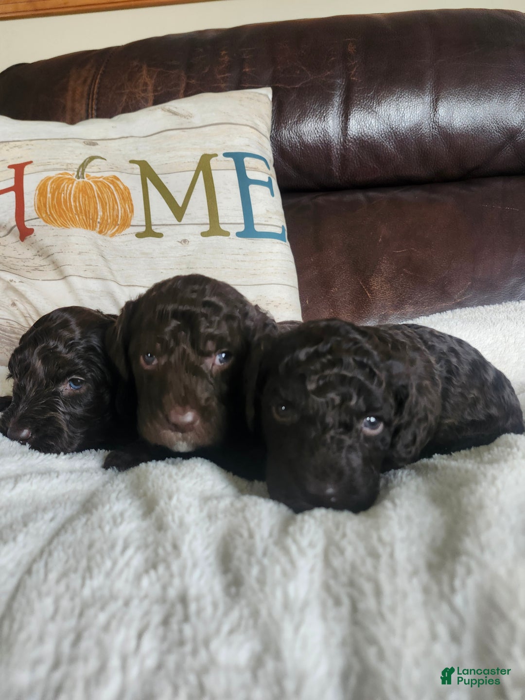 Labradoodle dogs for sale: Holly - Ad 6