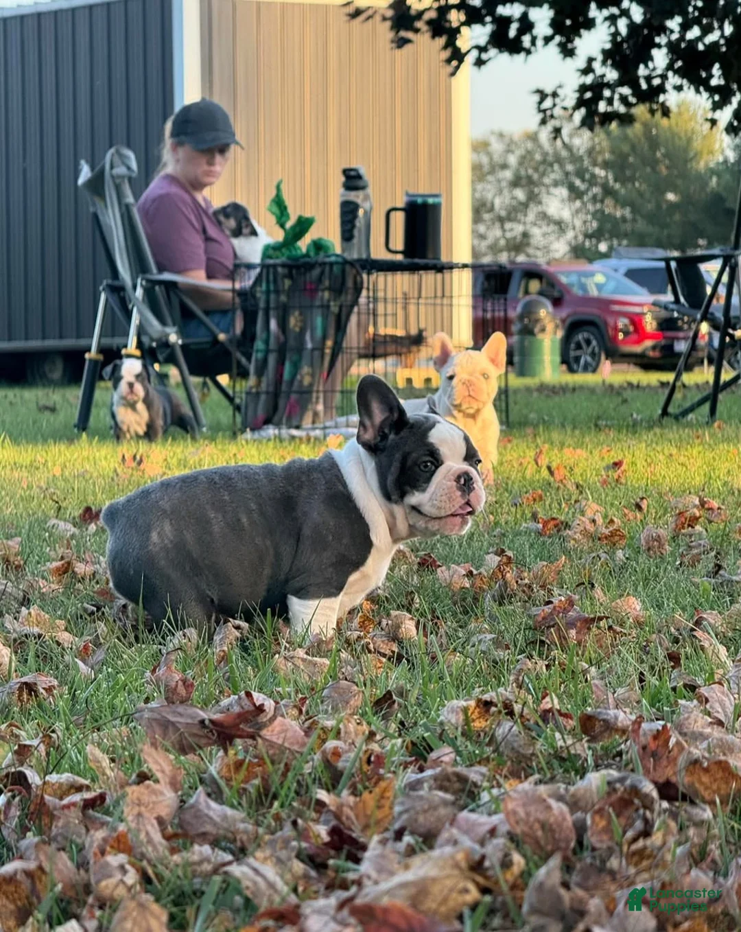 French Bulldog dogs for sale: Louise - Ad 1