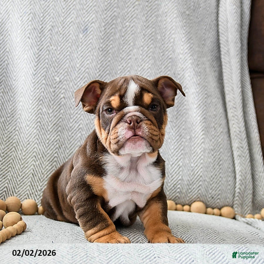 English Bulldog dogs Peanutbutter Ripple - Ad 25