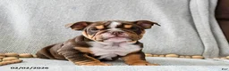 English Bulldog dogs for sale: Peanutbutter Ripple - Ad 1