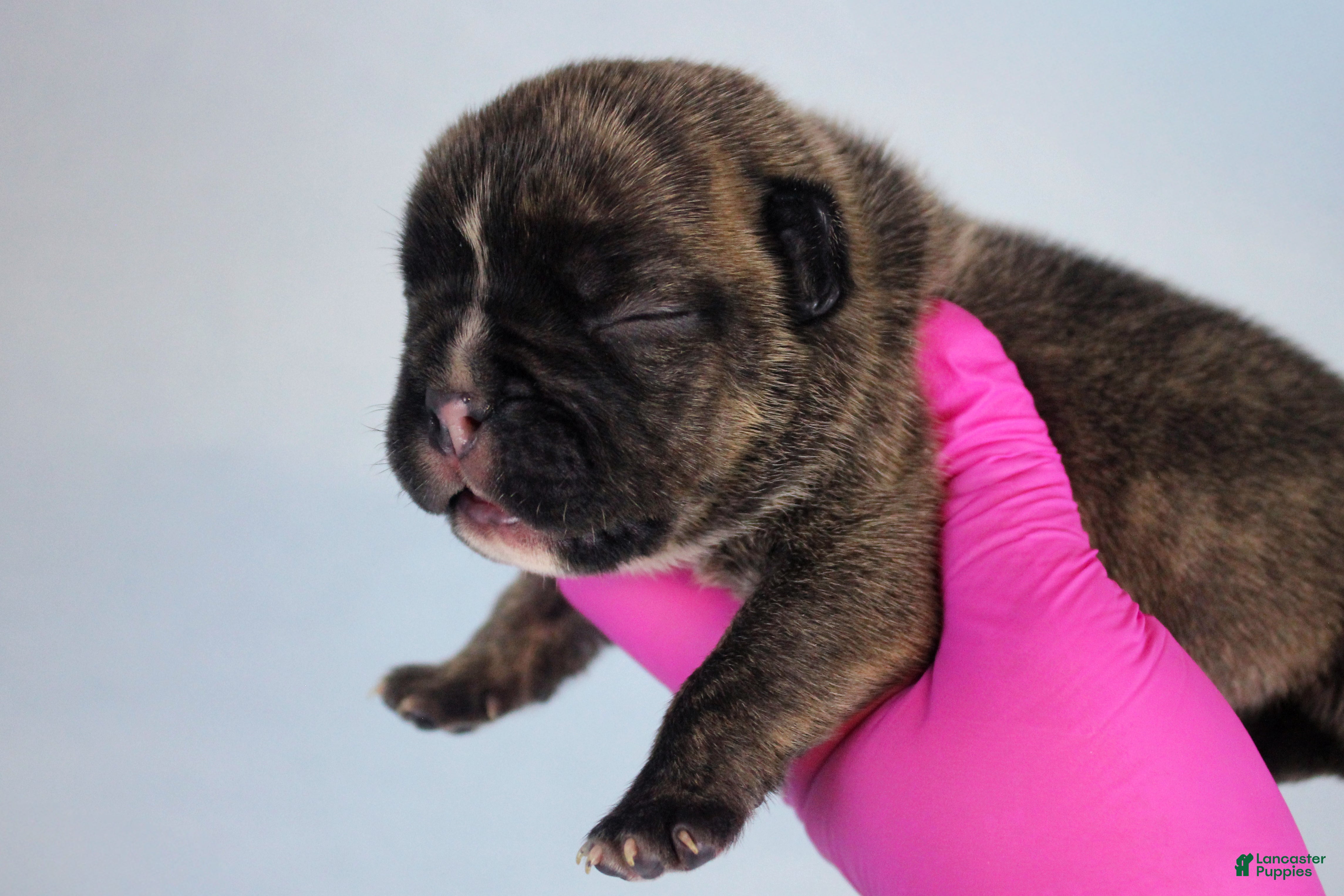 American Bully dogs Black Brindle Female - Ad 2
