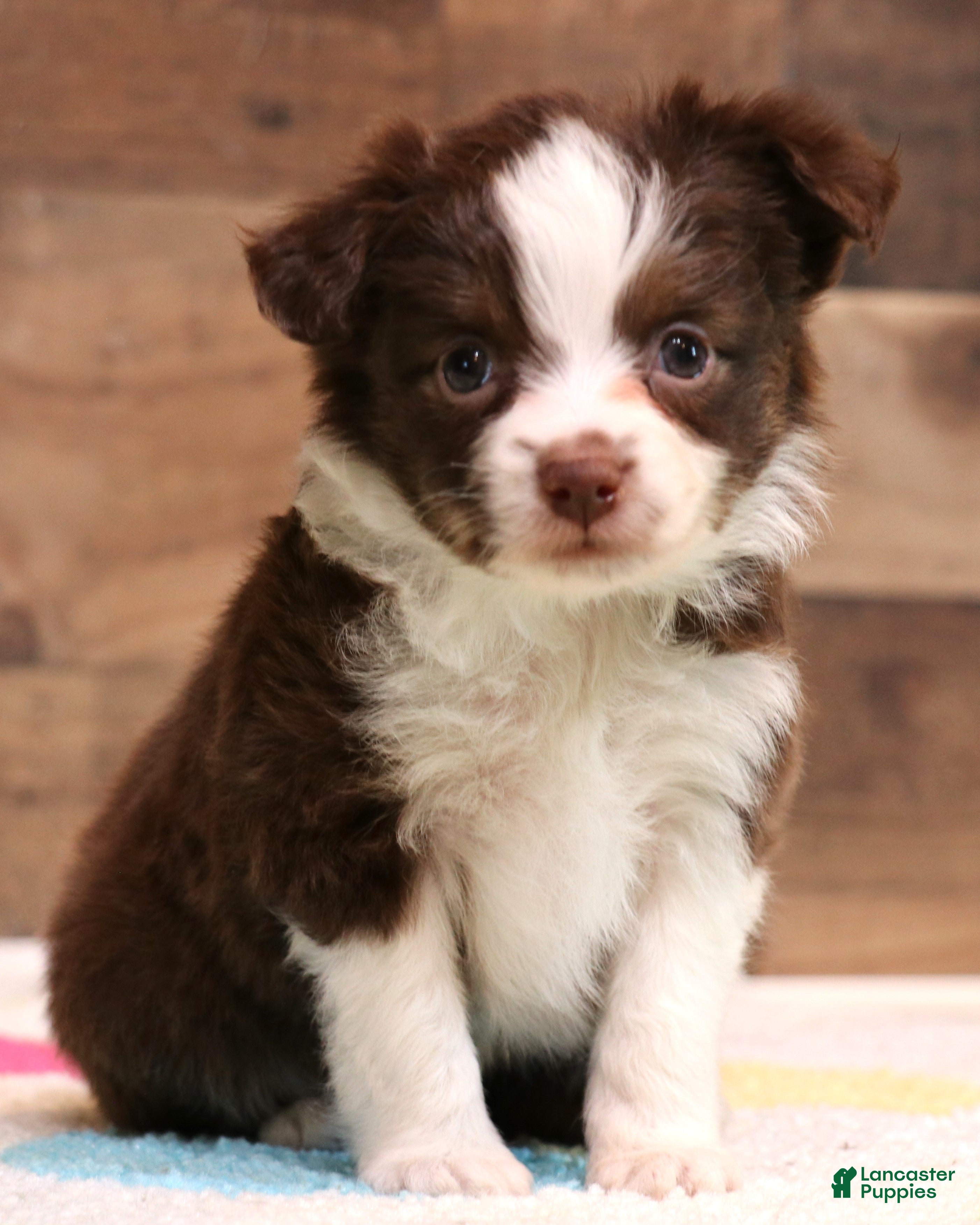 Toy Australian Shepherd dogs Flora red-tri Toy Aussie f - Ad 11