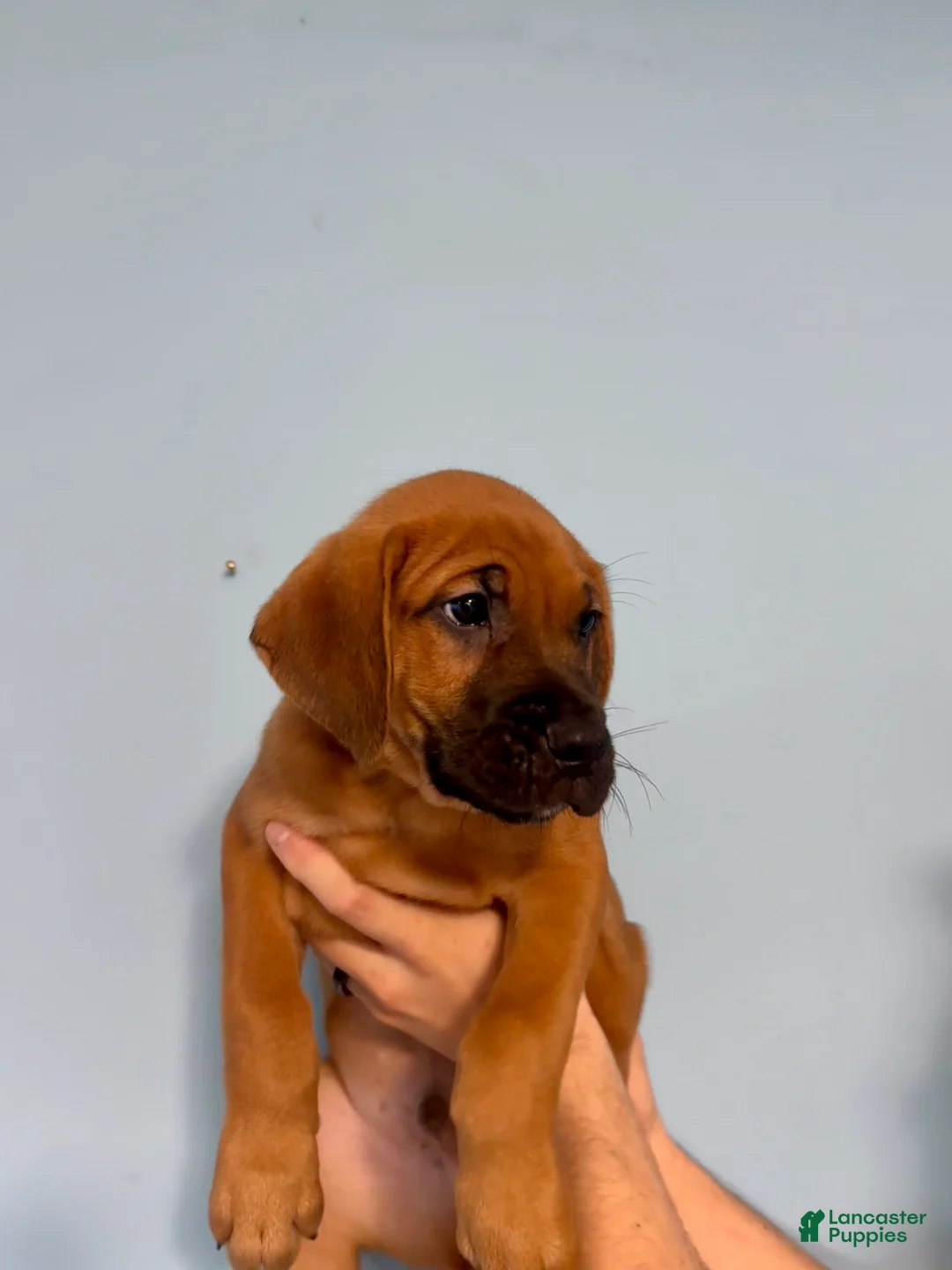 Mixed Breed dogs for sale: Rocko - Ad 2