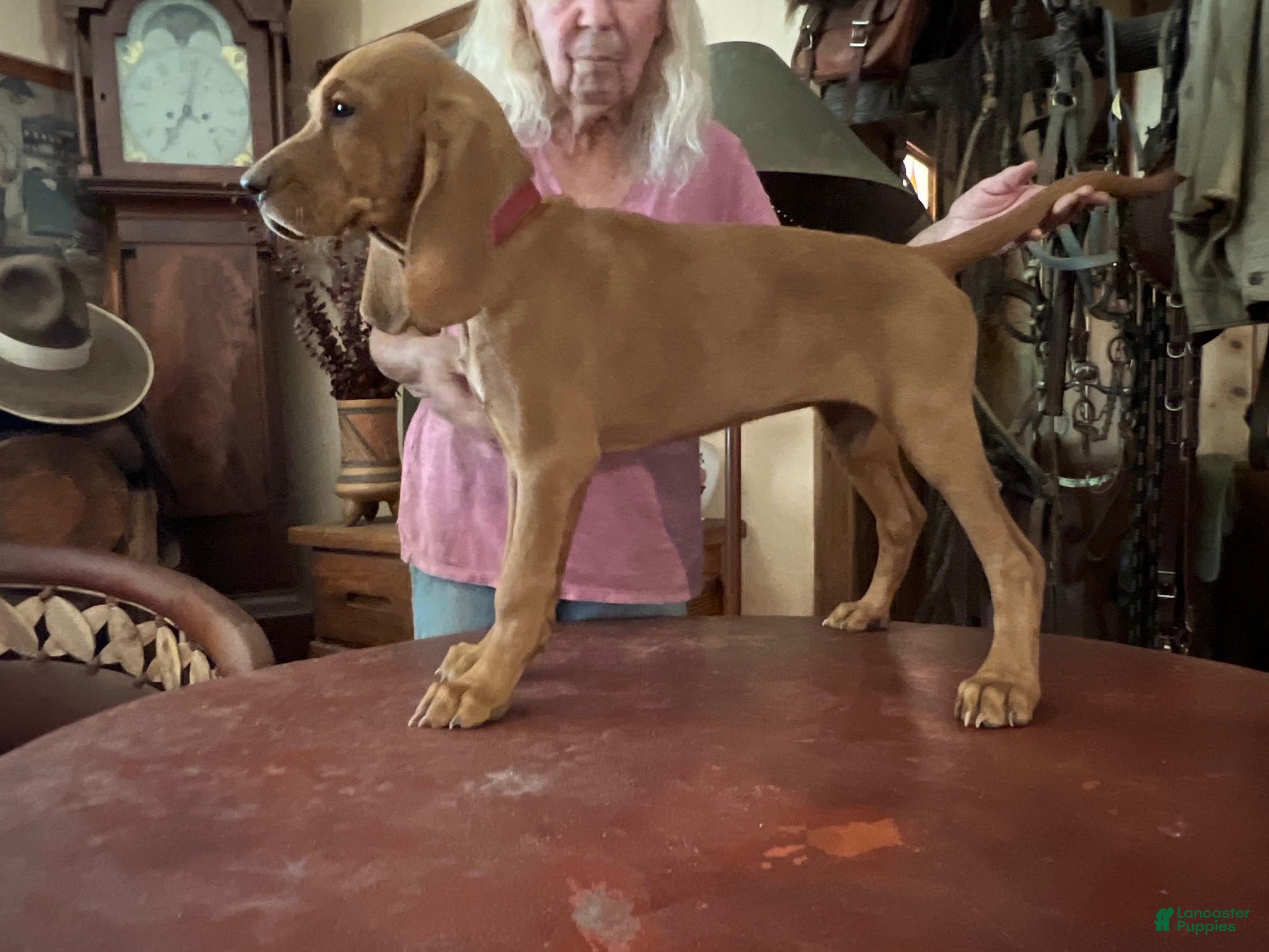 Redbone Coonhound dogs Hazel - Ad 2