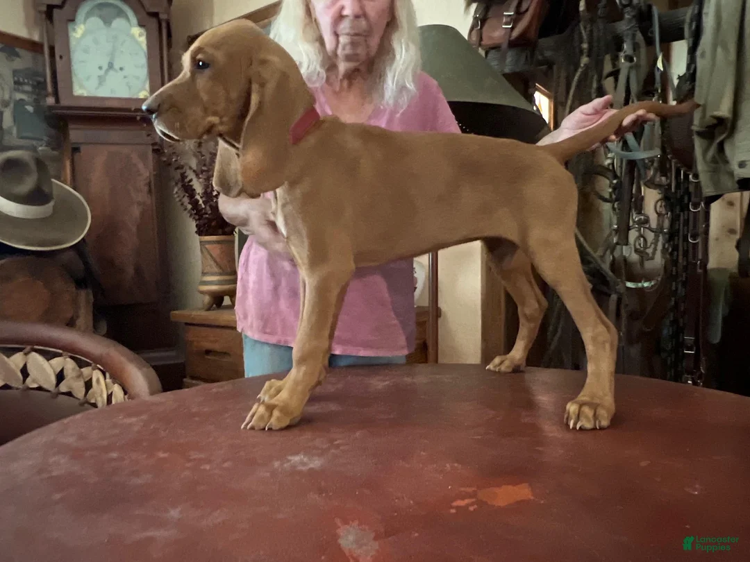 Redbone Coonhound dogs for sale: Hazel - Ad 2