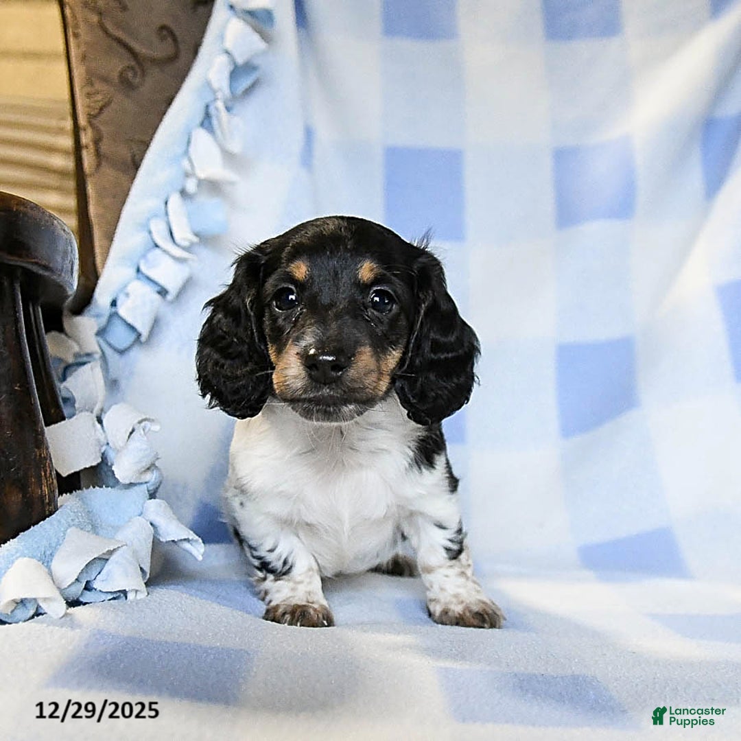 Miniature Dachshund dogs for sale: Archie - Ad 1