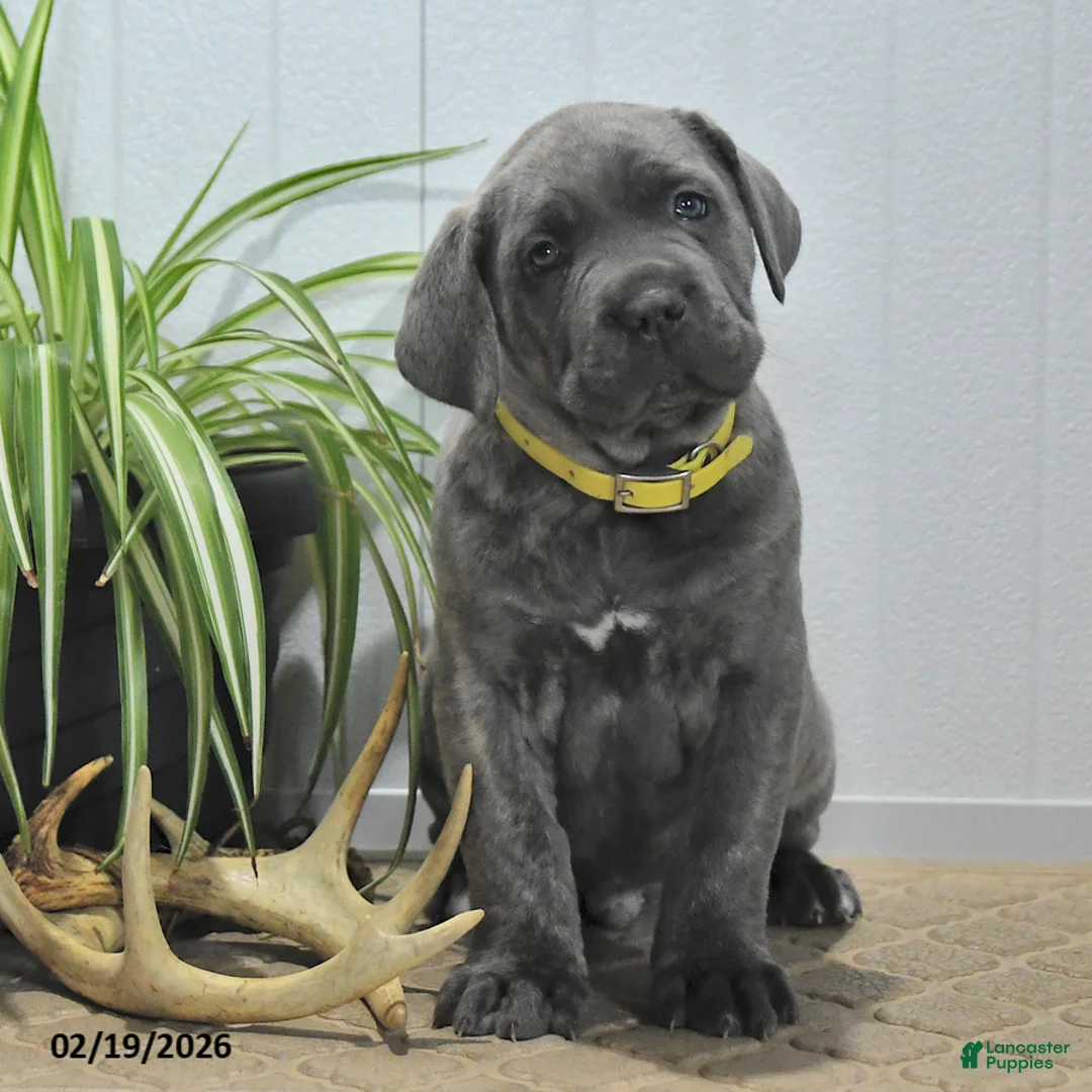 Cane Corso dogs for sale: Gunner - Ad 2