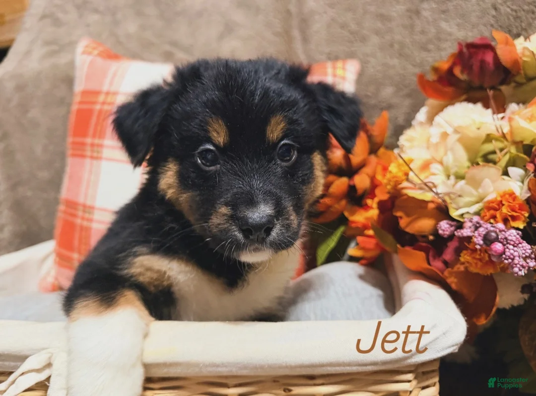Australian Shepherd dogs for sale: Jett - Ad 2