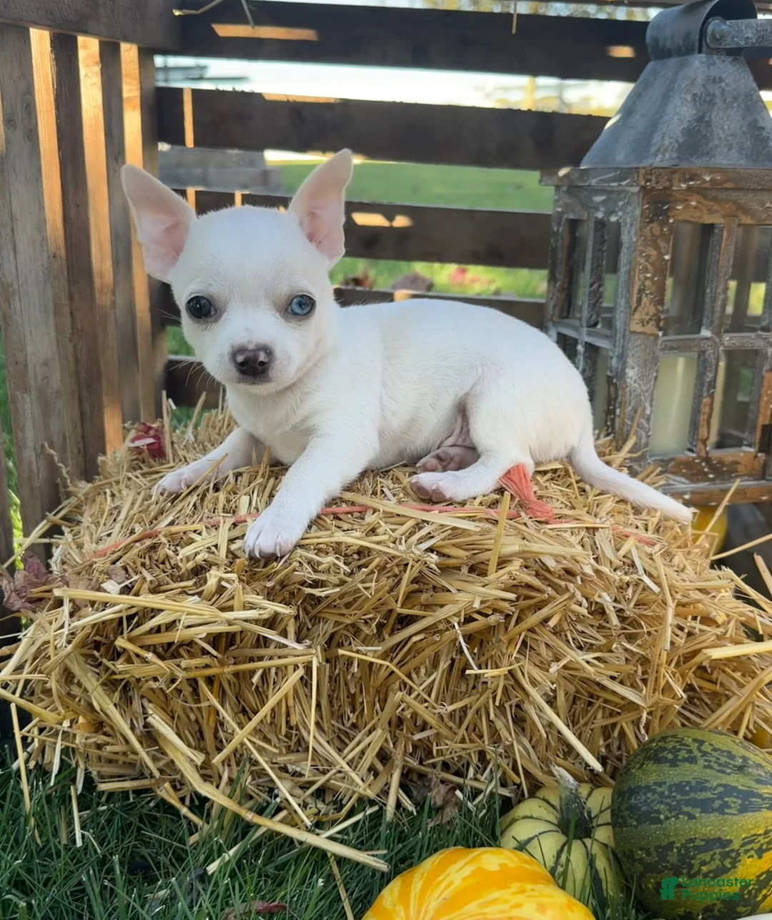 Chihuahua dogs for sale: Asher - Ad 1